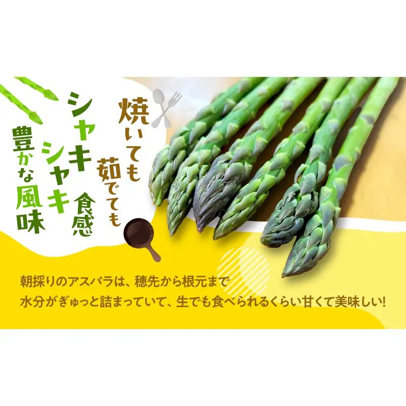 グリーンアスパラ M～Lサイズ 富良野産 アスパラ【約1.5kg】【先行予約】