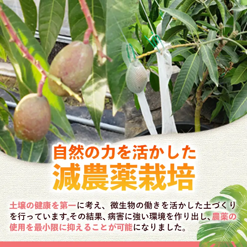 【モーツァルトを聞かせて育てた】アップルマンゴー 約1kg【国産 産地直送 マンゴー アップルマンゴー 南国 フルーツ 旬 果物 人気 オガタファーム 福岡県 筑前町 OF001】