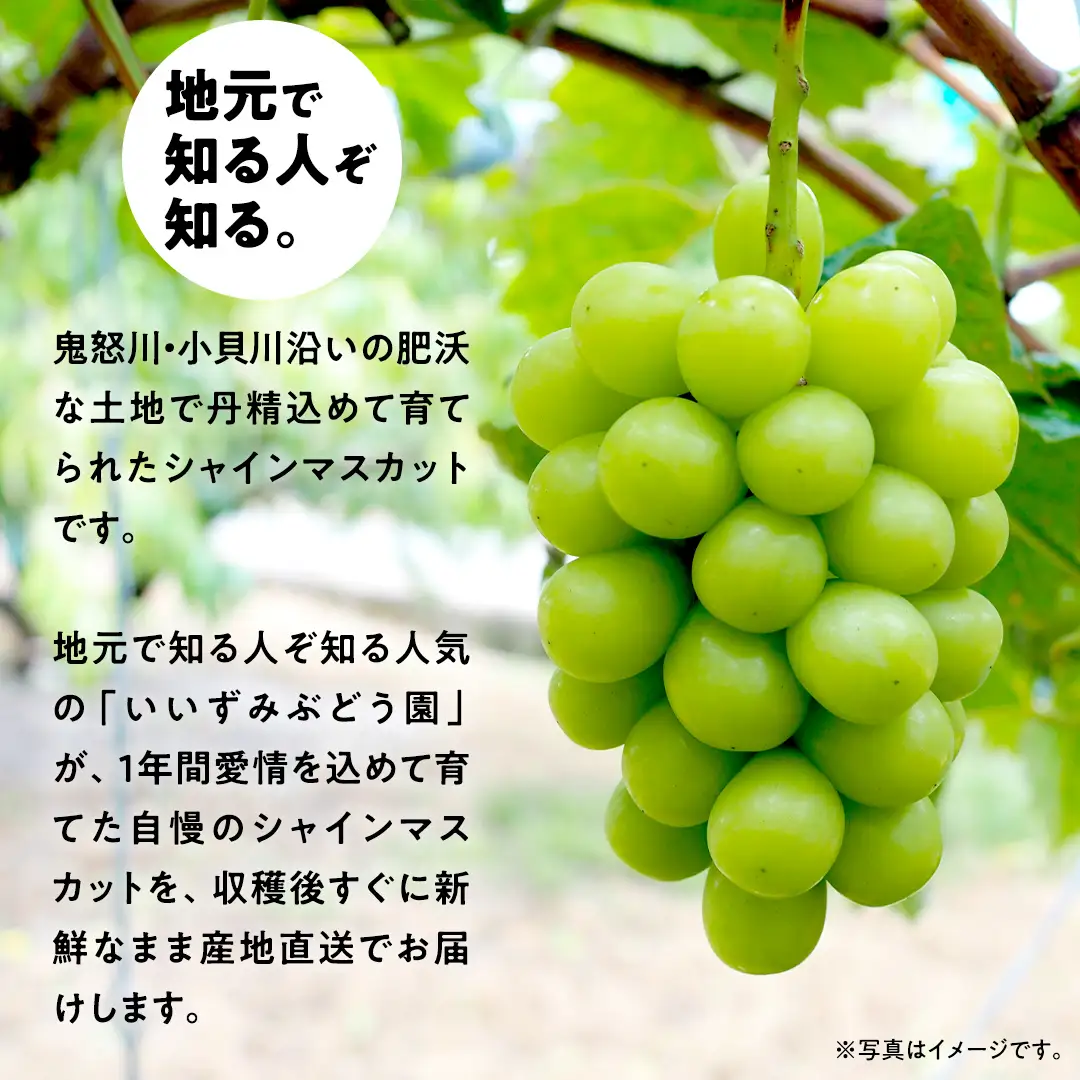 【 先行予約 ・ 数量/期間限定 】 シャインマスカット 3～4房（約2kg ）