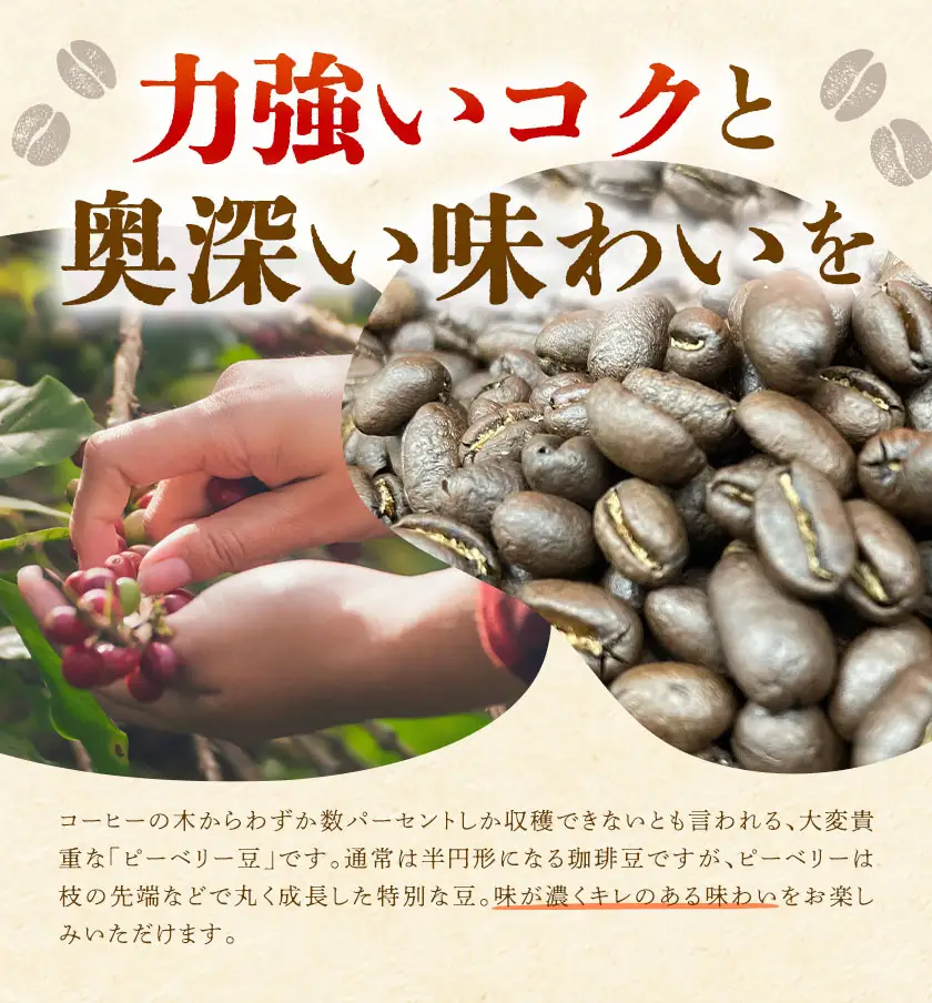 自家焙煎 珈琲豆 (ピーベリー豆) ドリップバッグ 5種 1セット 吉岡茶房