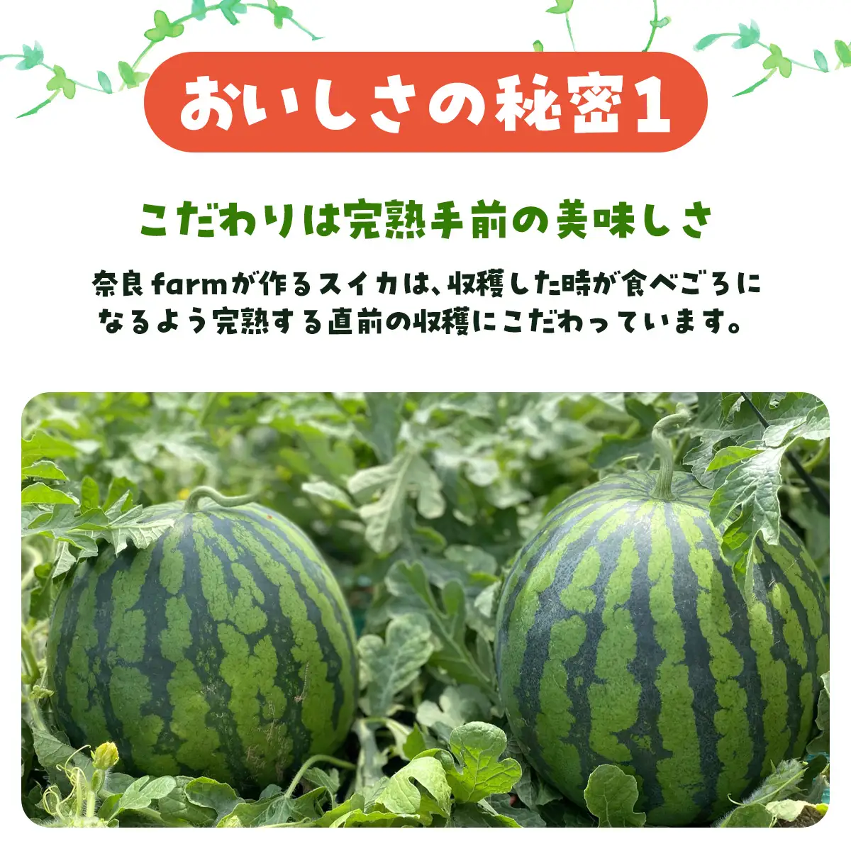 【先行予約・2027年6月下旬頃より発送】娘SUN 1玉　SMAF007