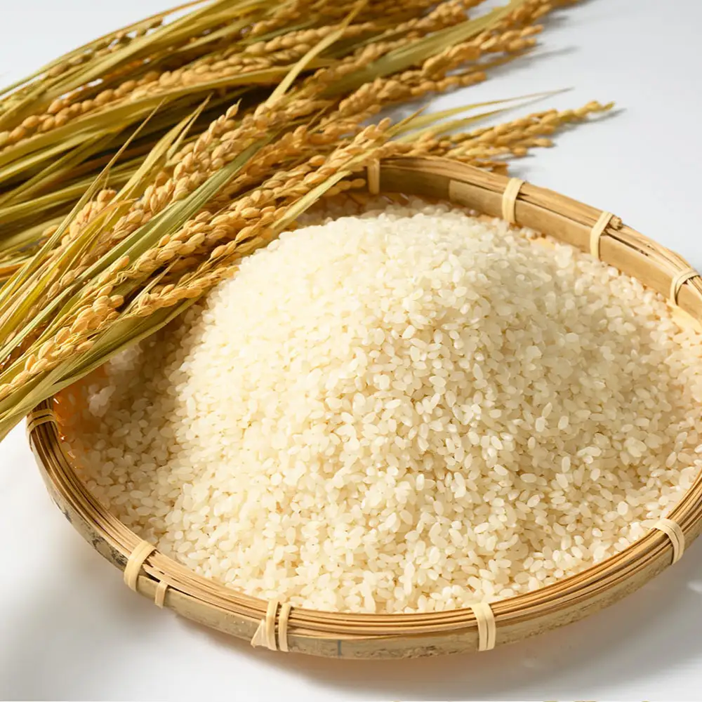 【先行予約】【令和8年産】茨城県産コシヒカリ 5kg ※2026年10月～発送 こしひかり 白米 精米