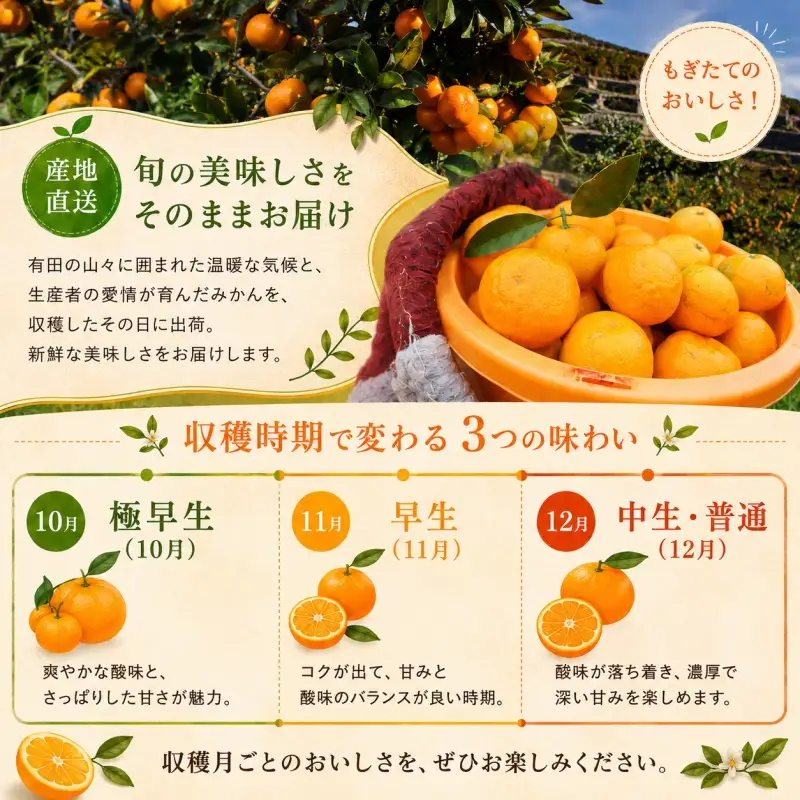 もぎたて 無選別 有田 みかん 5kg 訳あり 10月 配送 / ミカン 蜜柑 柑橘 温州みかん 和歌山 有田 ※2026年10月上旬～10月下旬に順次発送 【oda004-c-5-10】