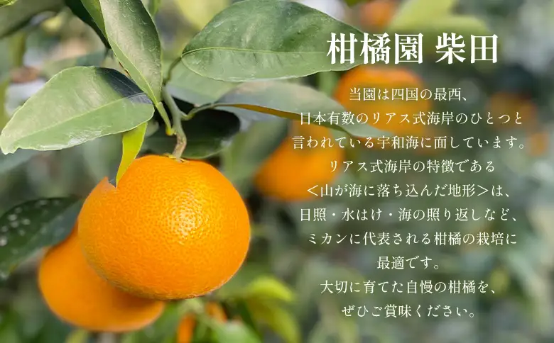 ＜温州みかんジュース 720ml×6本＞『1か月以内に順次出荷予定』果汁100％ ストレート 温州ミカン 果物 フルーツ みかん ミカン 蜜柑 柑橘類 濃厚 飲料 ソフトドリンク 飲み物 果汁飲料 特産品 柑橘園柴田 愛媛県 西予市【常温】MKE0014