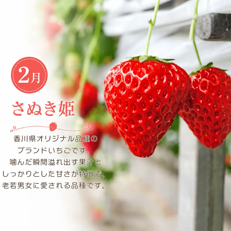 【定期便3回】 いちご キウイ みかん さぬきひめ 小原紅早生 キウイっこ