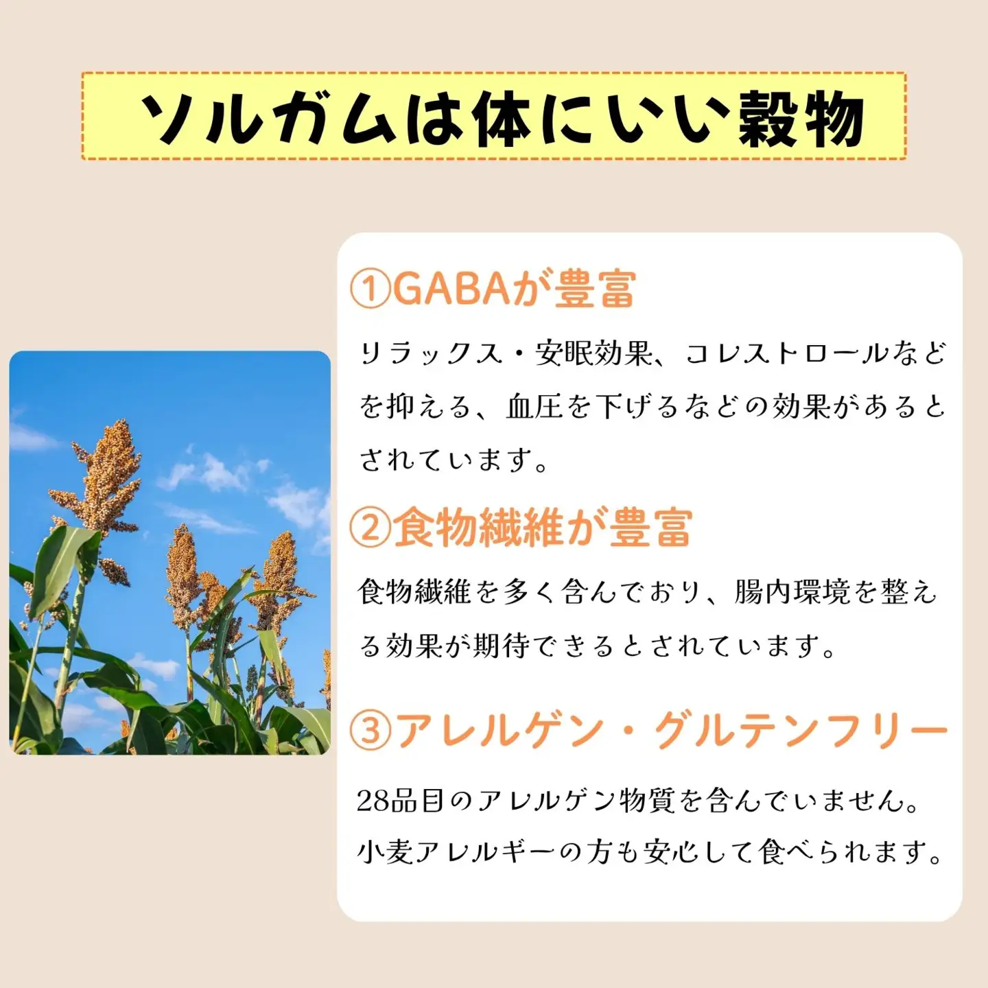 【先行予約】飯山産ソルガム 1kg (500ｇ×2袋) 