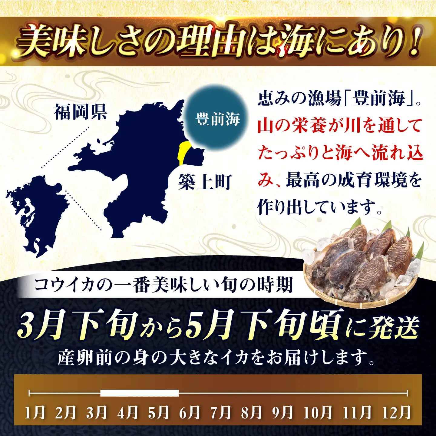 【先行予約】コウイカ 約3kg (7〜15杯)【2027年3月下旬以降順次発送】《築上町》【明青丸】いか イカ 烏賊[ABCB008]