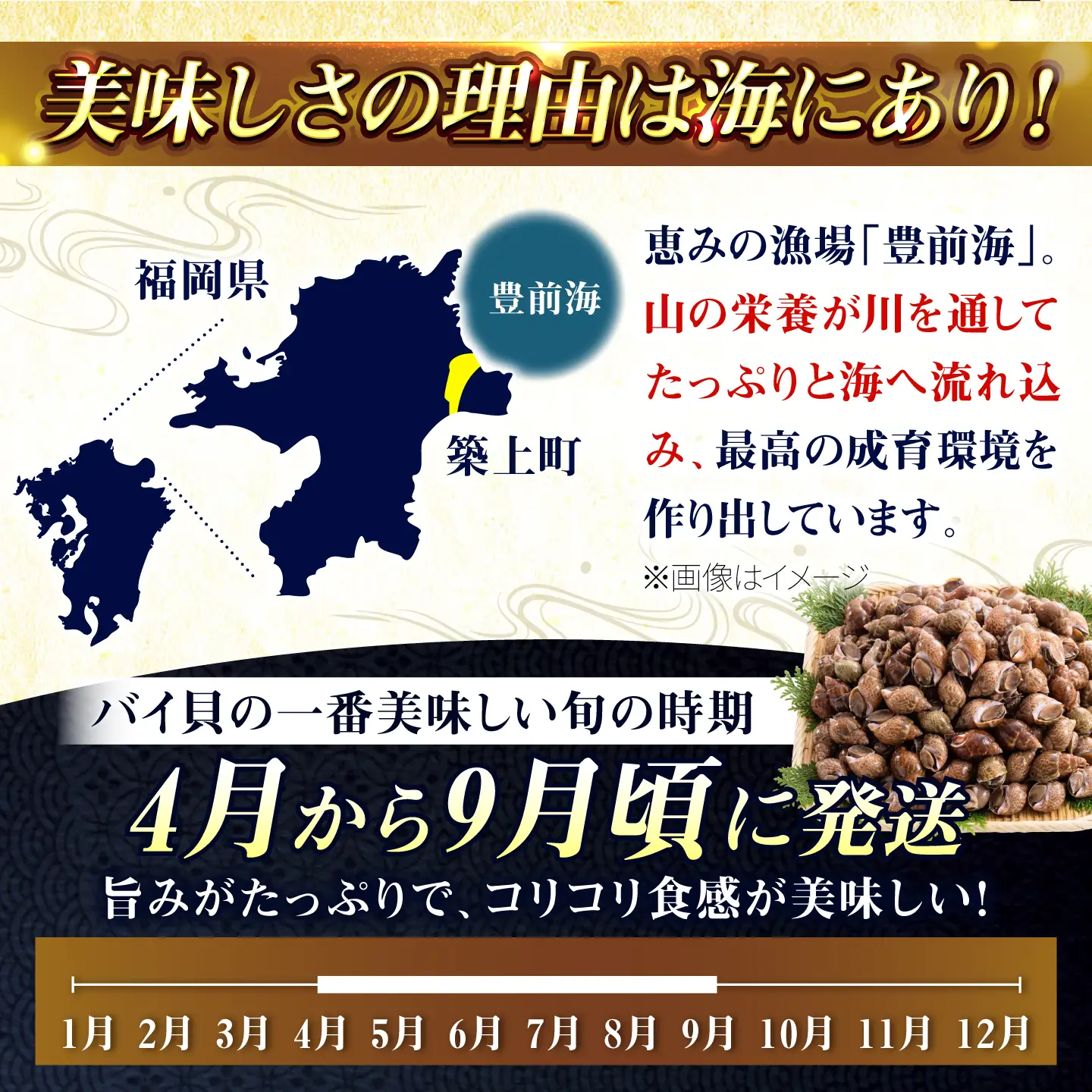 豊前海産 バイ貝 3kg (60～99個前後) 《築上町》【明青丸】 バイガイ 貝 カイ[ABCB015]