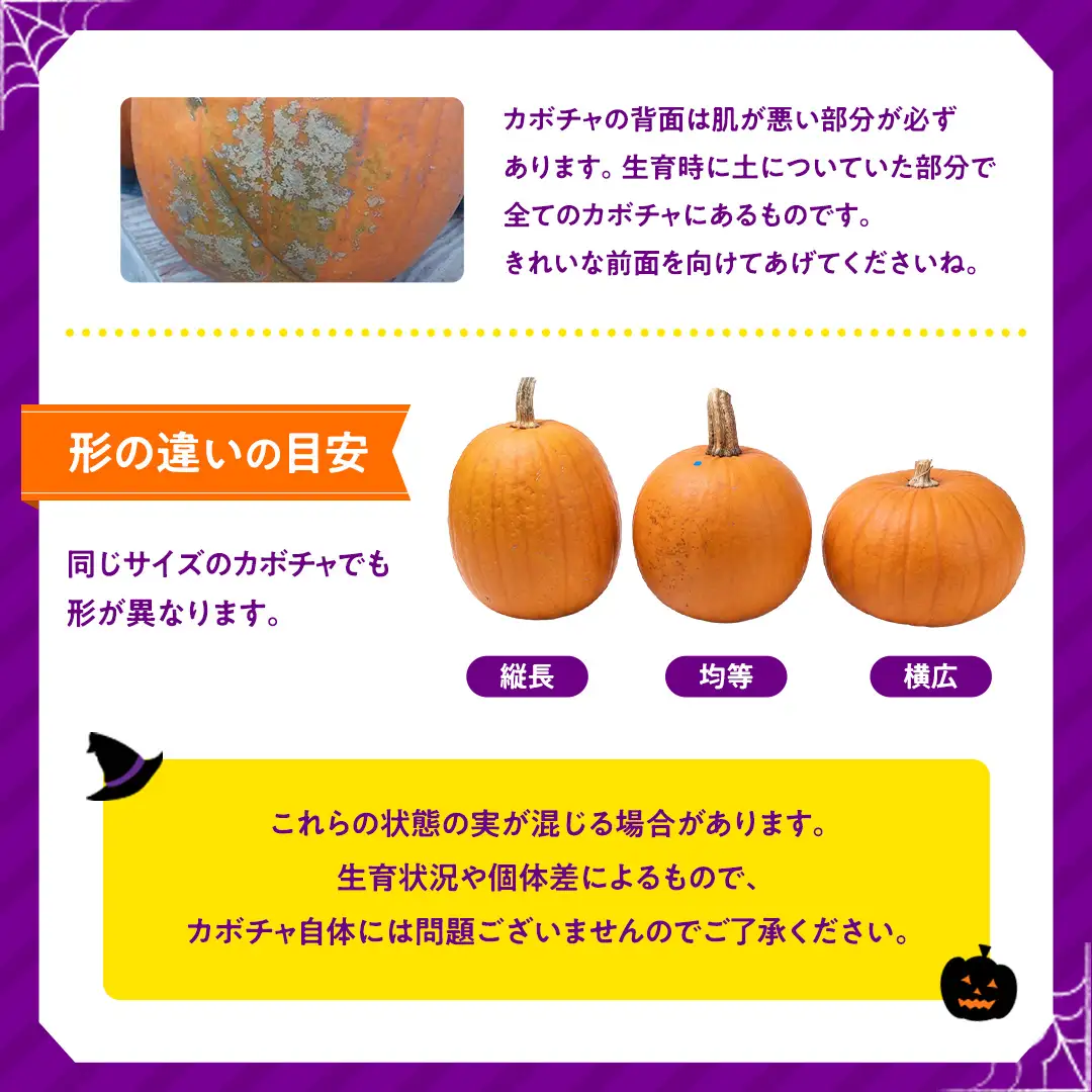 ハロウィンかぼちゃ バラエティセット 約5kg (CG002)