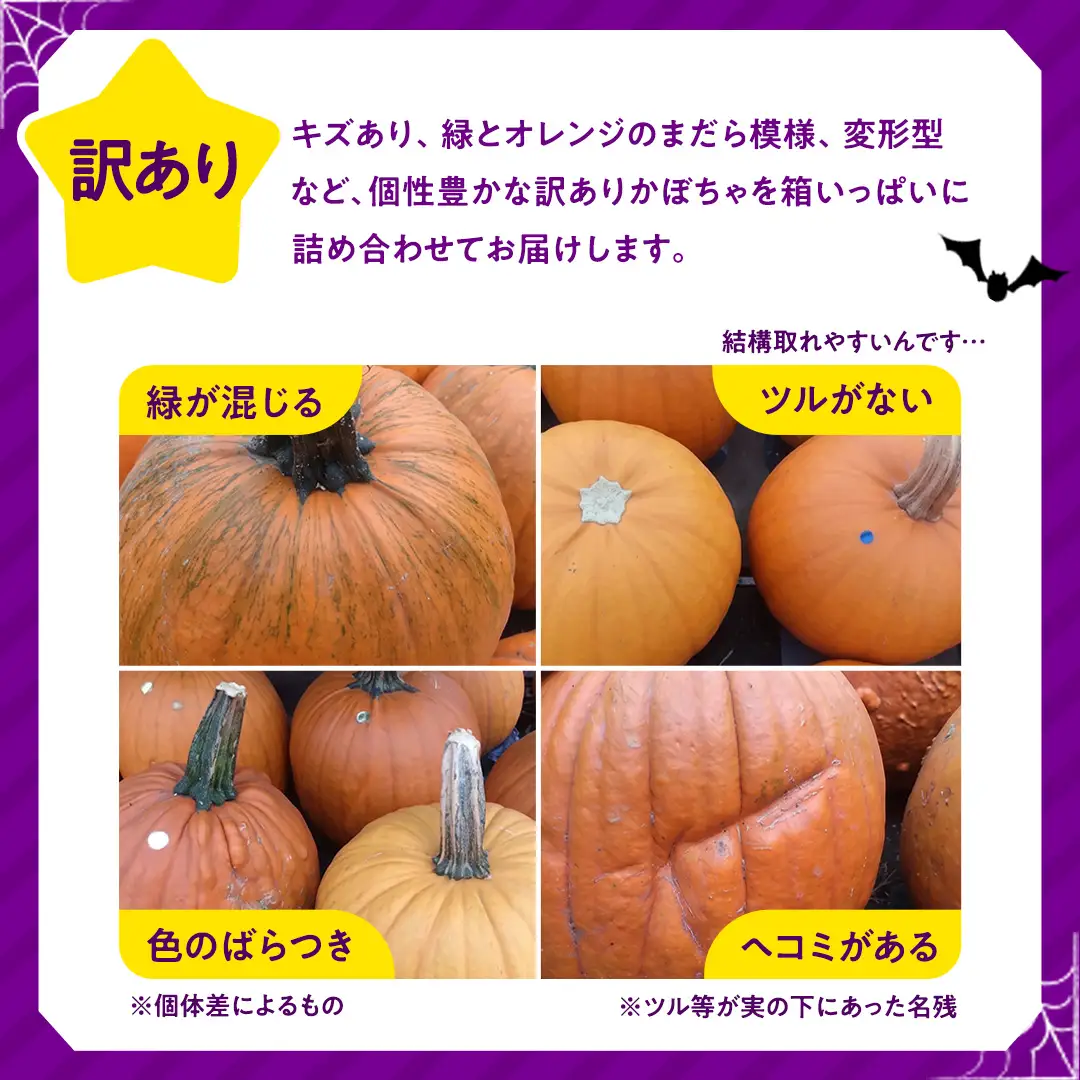 【訳あり】ハロウィン かぼちゃ 15個 ボリュームセット 計1kg Sサイズ (CG003)