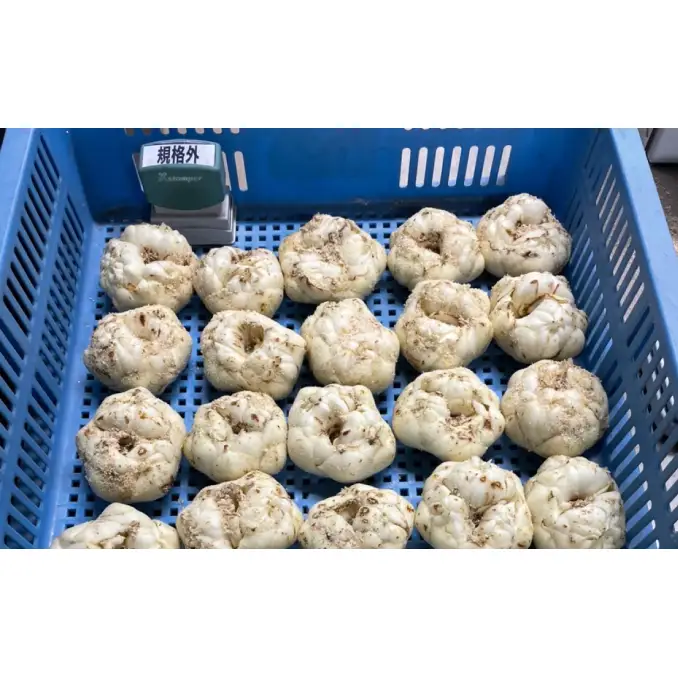 【規格外】十勝幕別 忠類ゆり根 1kg（M～2L）6～10玉［JA忠類］9月～3月発送限定【 北海道 幕別町 忠類 十勝 高級食材 お正月 料理 訳あり 】 野菜 ゆりね 北海道産 ワケあり