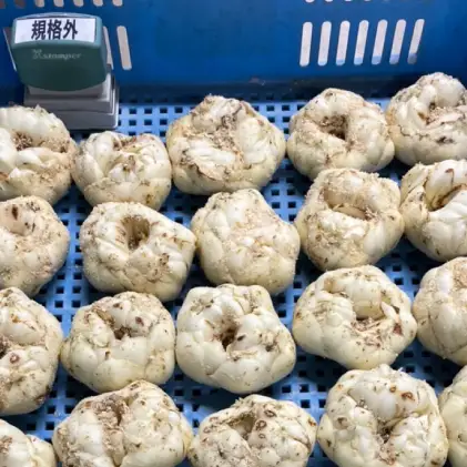 【規格外】十勝幕別 忠類ゆり根 3kg（M～2L）18～30玉［JA忠類］9月～3月発送限定【 北海道 幕別町 忠類 十勝 高級食材 お正月 料理 訳あり 】 野菜 ゆりね 北海道産 ワケあり