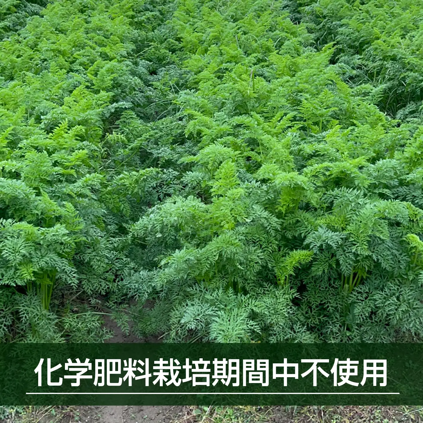 にんじん 5kg バラ詰め 訳あり / 稲沢市 / 人参 野菜 加工用 / 稲沢市 / 櫛田養鶏場[BMAY018]