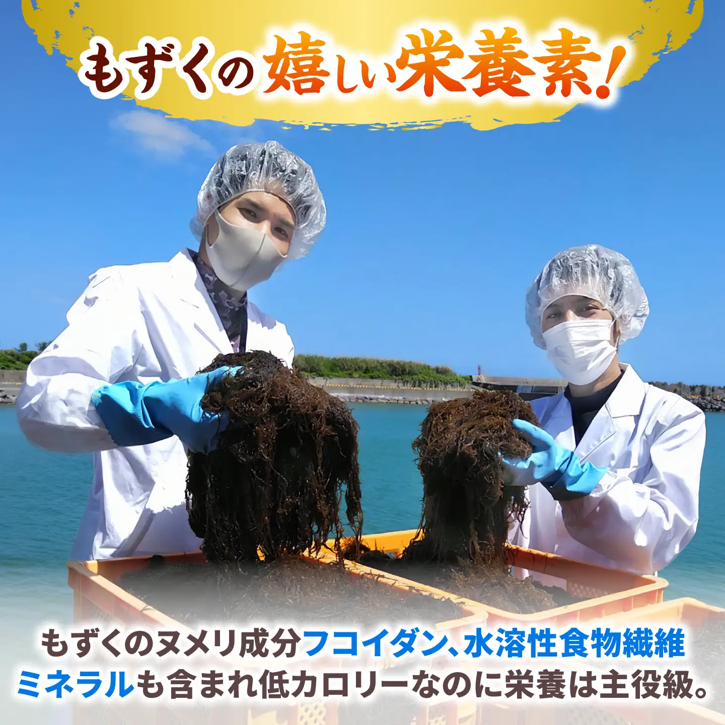 しゃぶしゃぶ用沖縄県産太もずく(500g×5袋)【もずくたれボトル1本付き】 産地直送 セット 美容 ストック 沖縄市 / 合同会社沖縄直販[BCDM005]