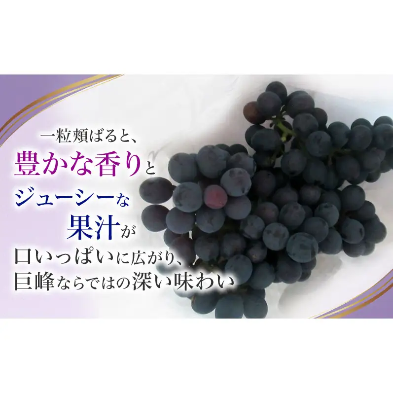 【先行予約】【訳あり・家庭用】長野県産 巨峰 約1kg 種あり 濃厚な甘み 訳あり 味問題なし 果物 旬のフルーツ 長野県産 上田市 信州