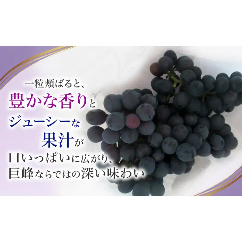 【先行予約】【訳あり・家庭用】長野県産 巨峰 約2kg 種あり 濃厚な甘み 訳あり 味問題なし 果物 旬のフルーツ 長野県産 上田市 信州