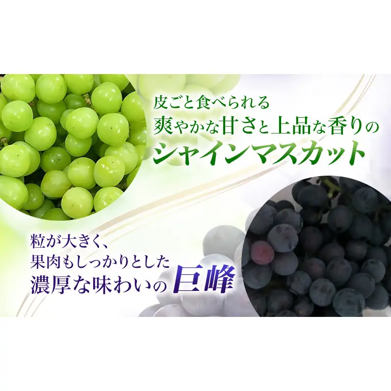 【先行予約】【訳あり・食べ比べ】長野県産 シャインマスカット＆種あり巨峰セット 約1kg（シャインマスカット1房・巨峰2～3房）家庭用 味は問題なし 季節のフルーツ 果物 信州産
