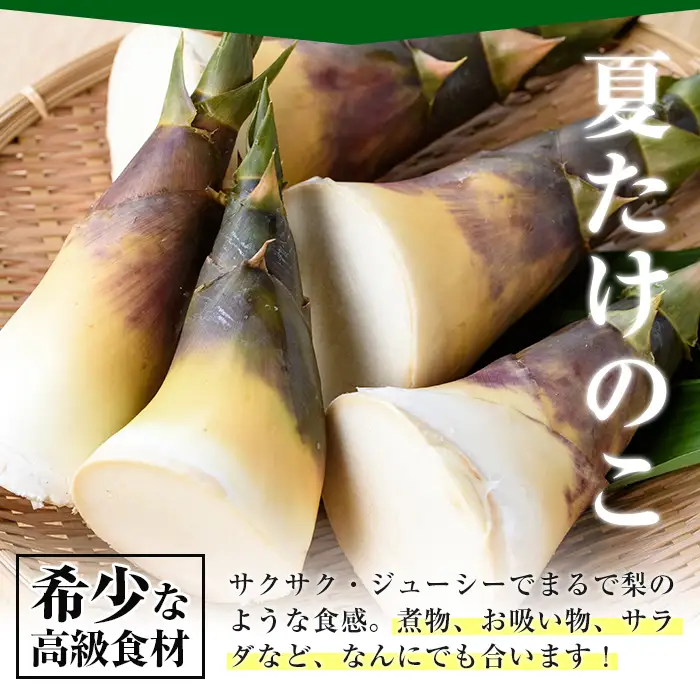 【先行予約】 訳あり 鹿児島県 出水市産 希少 高級食材 夏 たけのこ 皮付き 約1kg 【シンタク】 i1361