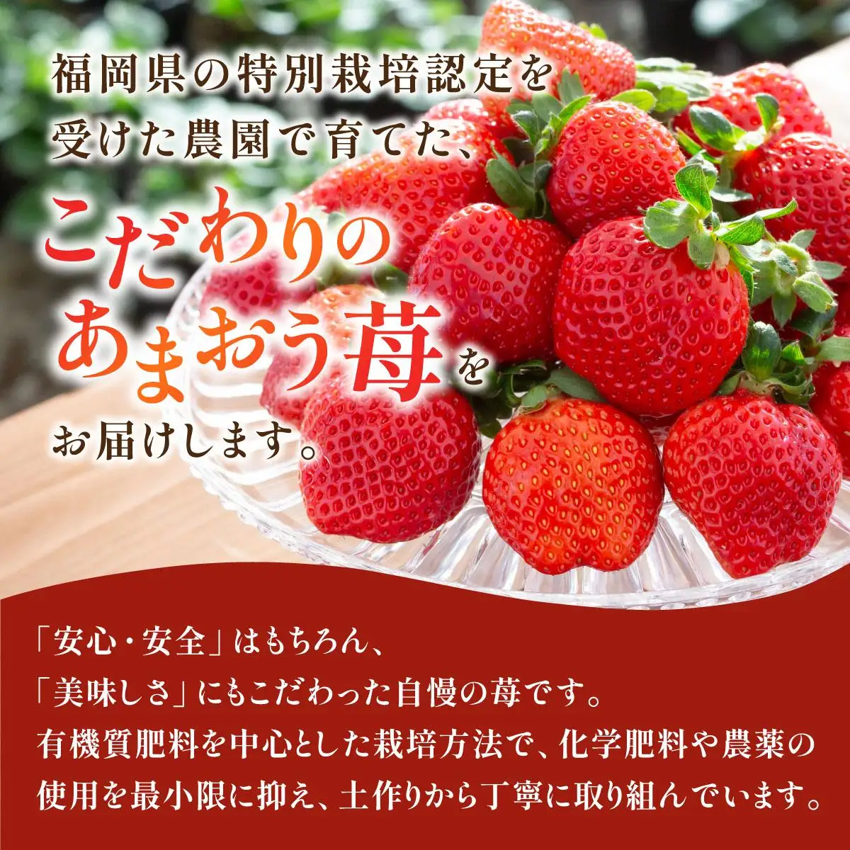 冷凍＆生果の定期便】福岡県産 特別栽培 あまおう 冷凍あまおう1kg 生