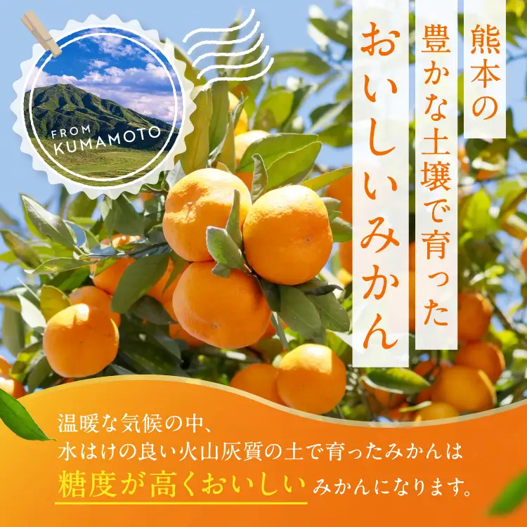 熊本県産 温州 みかん 約 8kg