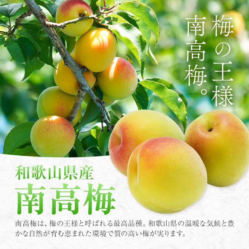 和歌山産 南高梅使用 うめドリンク 30缶