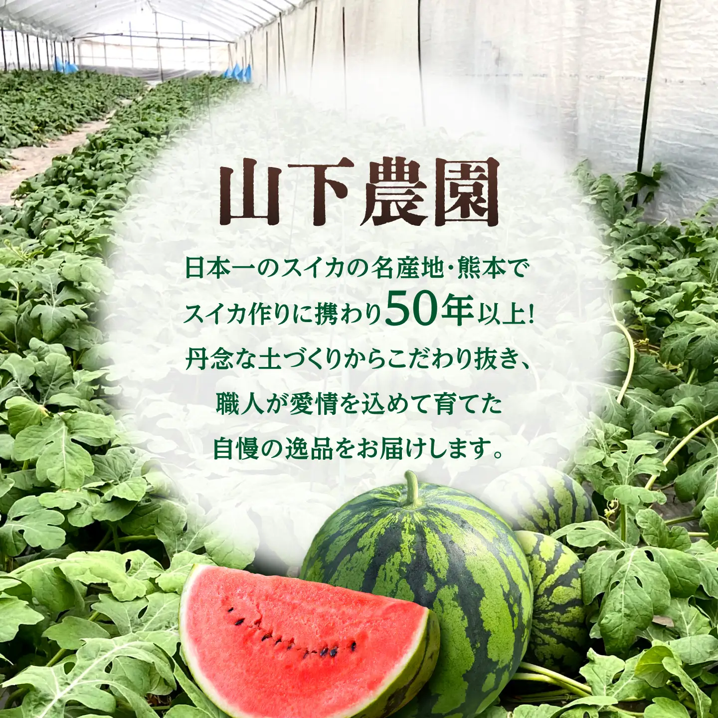 【先行予約】 春の大玉スイカ 約6～7kg（L） すいか 大玉 フルーツ 野菜 果物 山鹿市 【山下農園】[ZGA002]