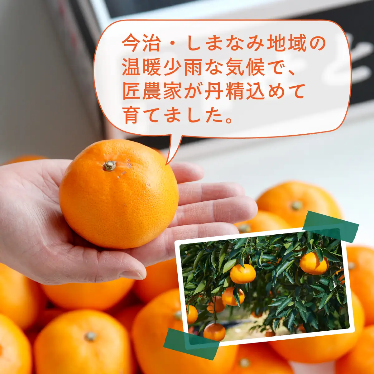 【先行受付】せとか 2.5kg レギュラー箱 みかん 柑橘