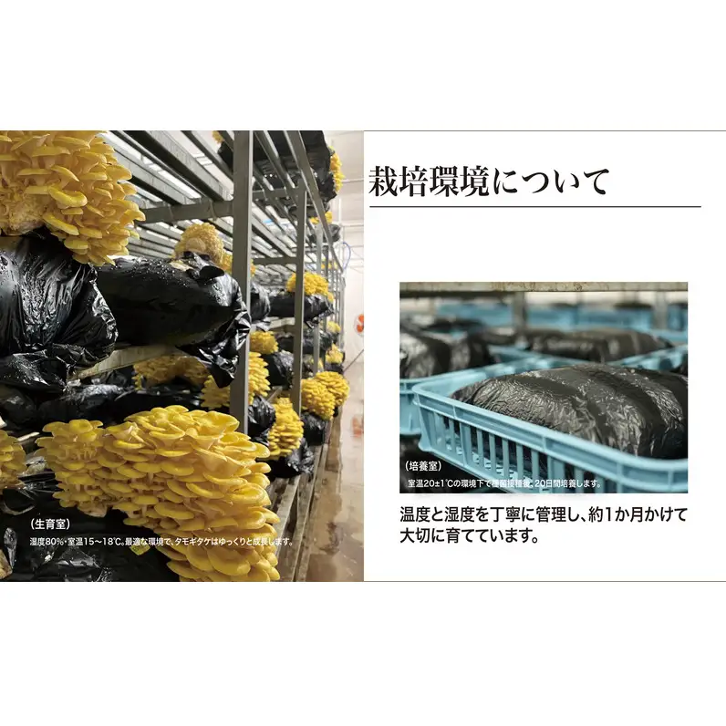 タモギタケ 有機JAS 720g 6パック タモギタケ
