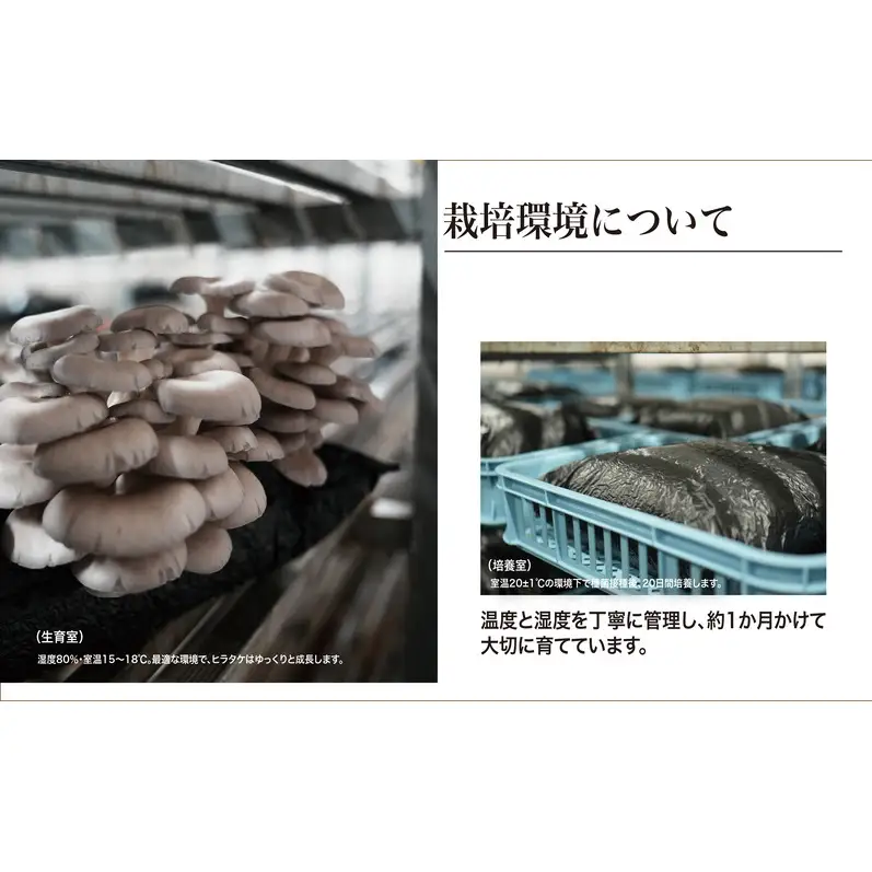 ヒラタケ きのこ 有機JAS 840g 6パック ヒラタケ