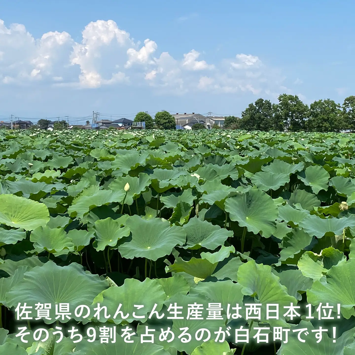 【先行予約 2027年1月〜発送】白石れんこん6kg れんこん