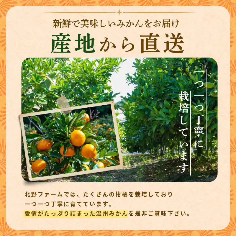 みかん 10kg 温州みかん S~Lサイズ 小松島市 ミカン