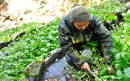 【世界農業遺産認定】訳あり わさび漬け単体 90g×4