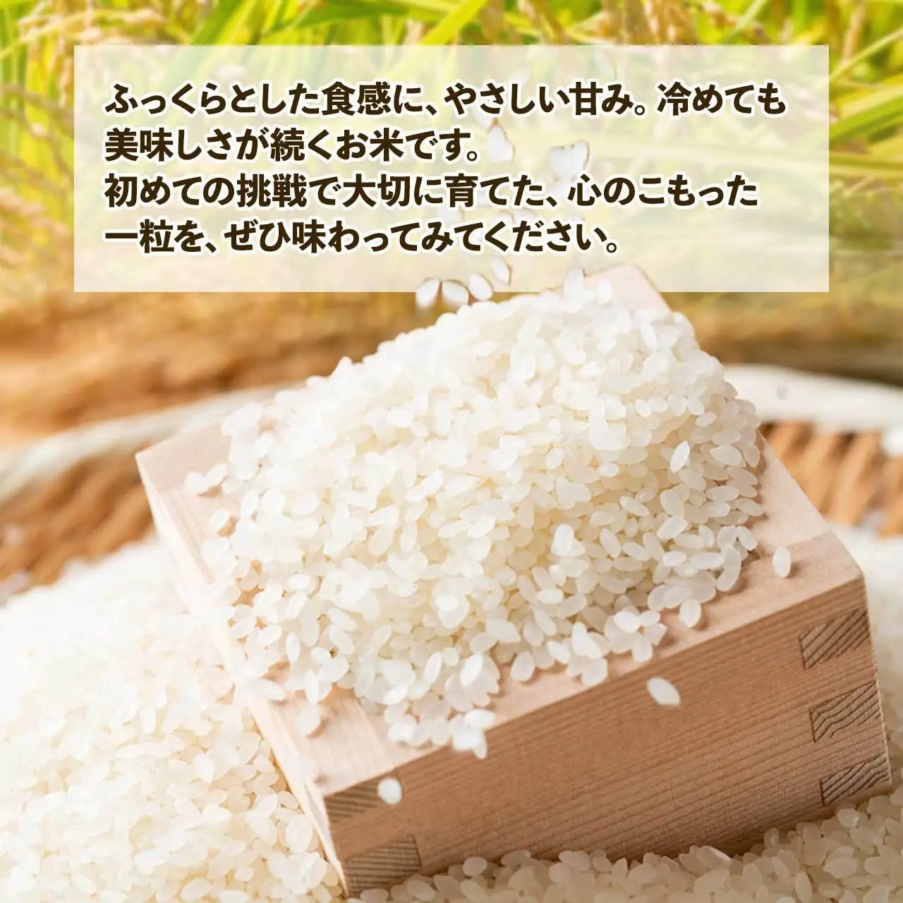 令和8年産 新米先行受付 なつほのか 5kg  智子さんの姫智米 精米