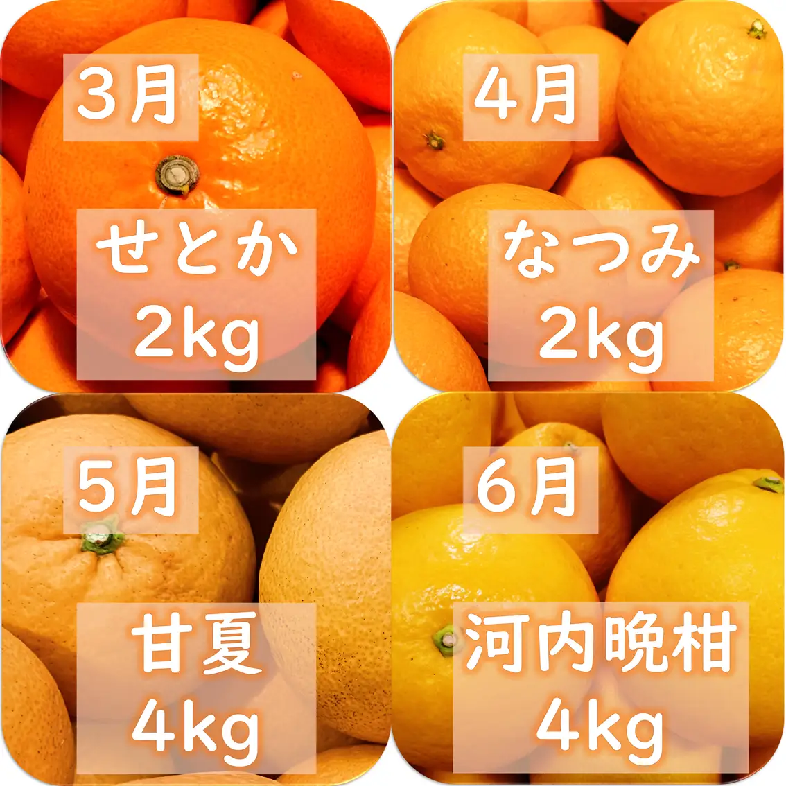 【発送月固定定期便】愛咲果樹園「旬の柑橘定期便」(11月～6月)全8回【71-78】YWTS071