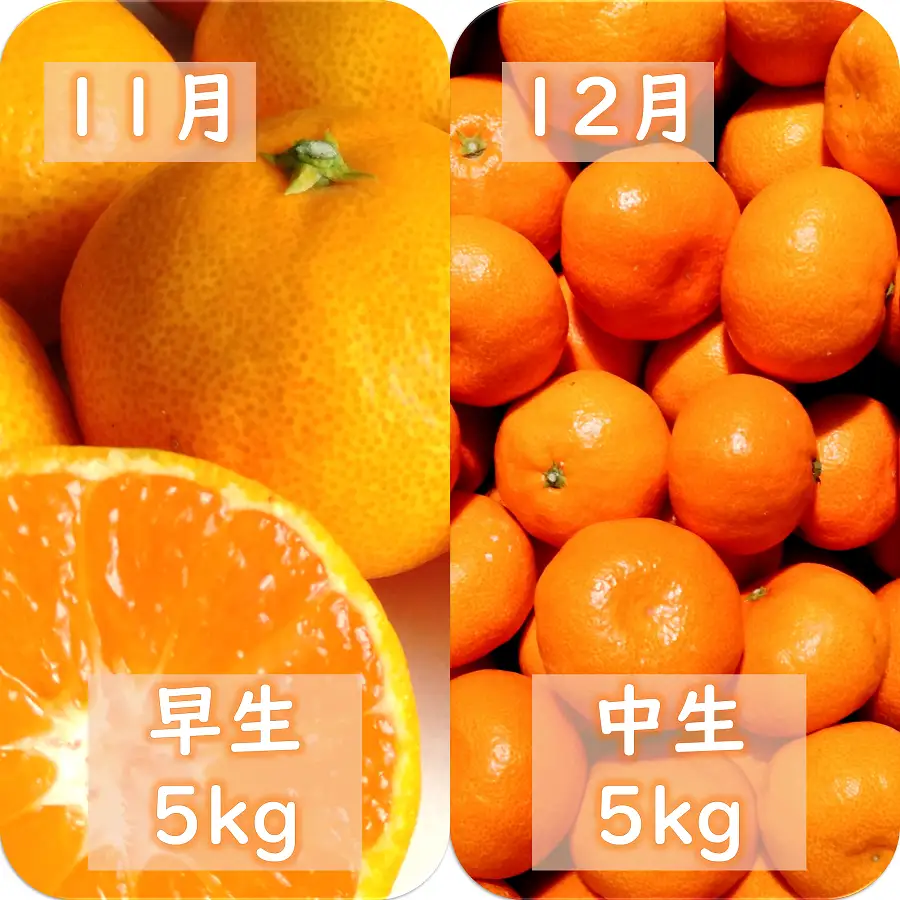 【発送月固定定期便】愛咲果樹園「みかん定期便」(10月～12月)全3回【71-74】YWTS073