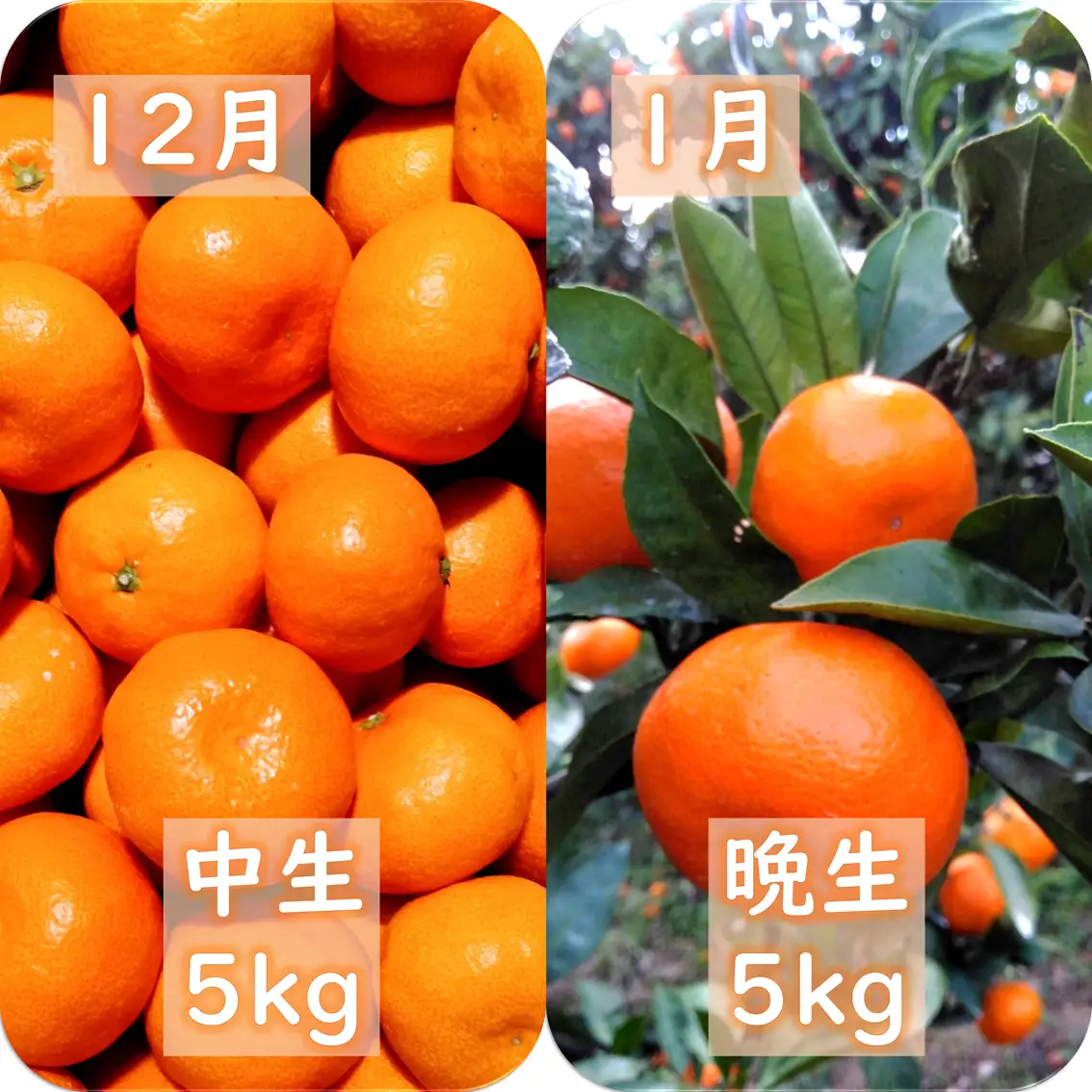 【発送月固定定期便】愛咲果樹園「みかん定期便」(10月～1月)全4回【71-75】YWTS074