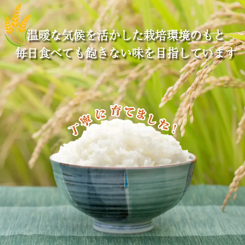 【2026年9月発送】令和8年産 米 コシヒカリ 10kg 先行予約 新米 こしひかり 白米