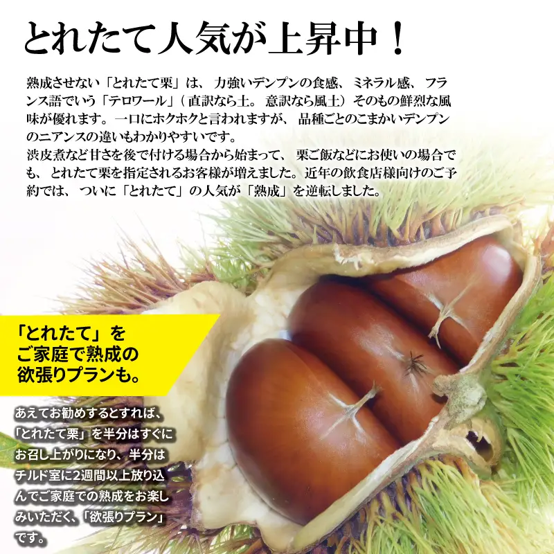丹波くり 4L 500g とれたて / 栗