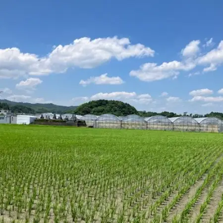 【先行受付】総重量約1000g　掛川市産・紅ほっぺ レギュラーパック 4パック入【配送不可地域：離島・北海道・沖縄県・四国・九州】【1635351】