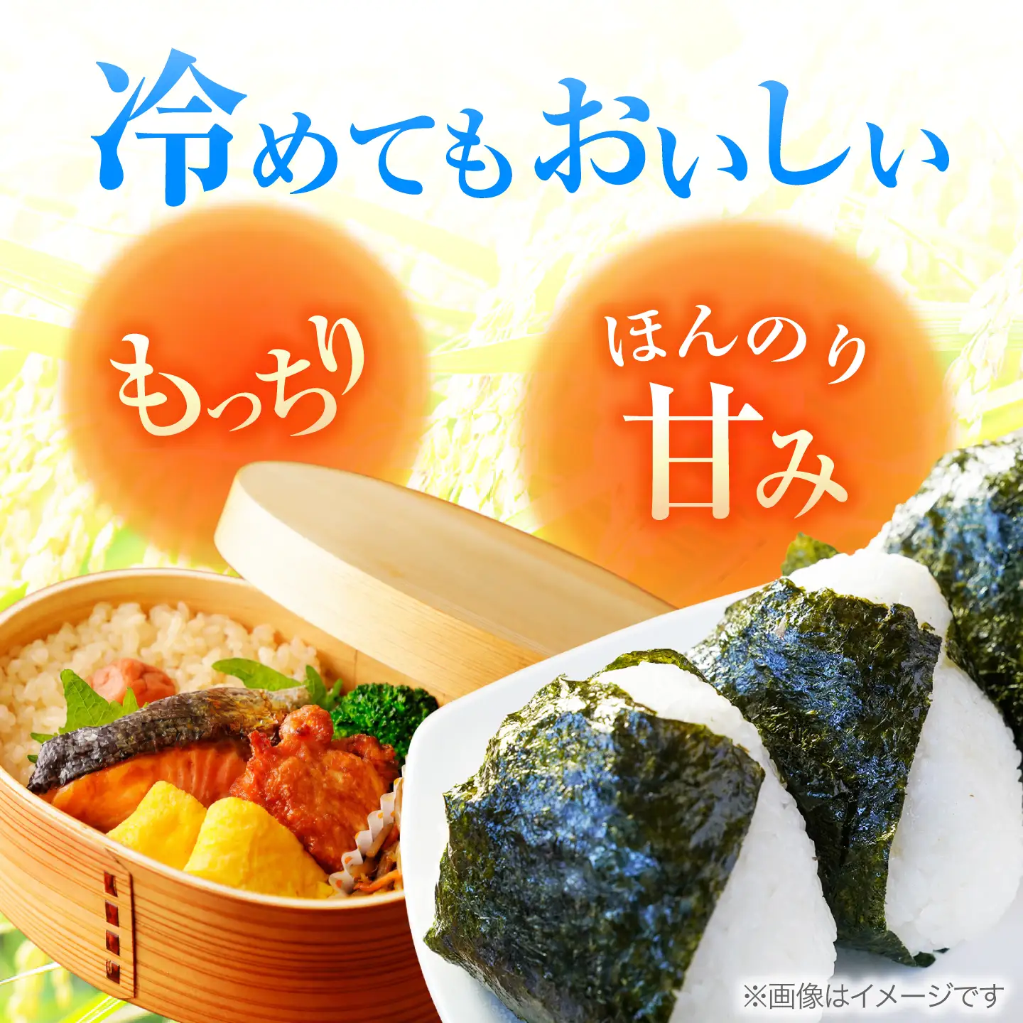 【先行予約/9月中旬以降発送】福井県産 コシヒカリ 玄米 10kg×2 （20kg）[BFDG008]