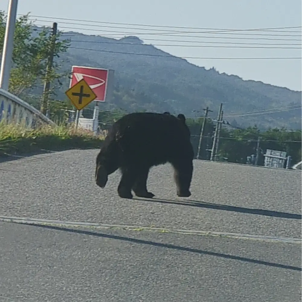 熊などの被害対策への緊急支援