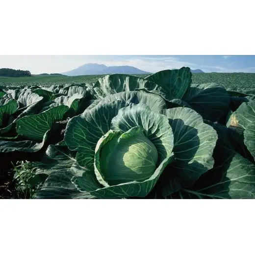 【 2026年 8月上旬 発送開始 】キャベツ 入り！農家さんが選んだ 新鮮 高原 野菜 セット 1～2人様向け 先行予約  キャベツ 群馬 野菜 セット 産地直送 詰め合わせ アソート 期間限定 少量 [AN001tu]
