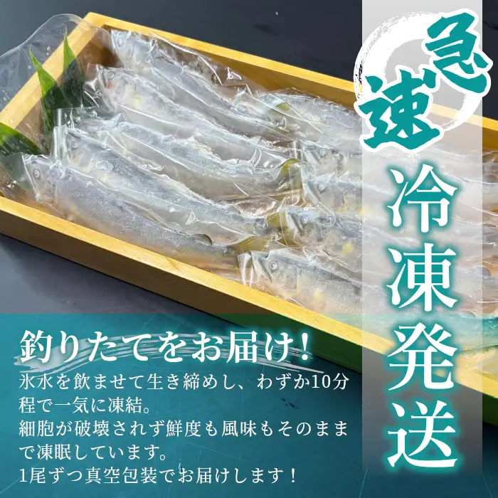 清流白川 天然鮎 5尾 冷凍 竿釣り 鮎 あゆ アユ 川魚 天然 清流 魚介 おかず おつまみ グルメ 食品 BBQ バーベキュー 冷凍 真空パック 岐阜県産 東白川村 川釣り