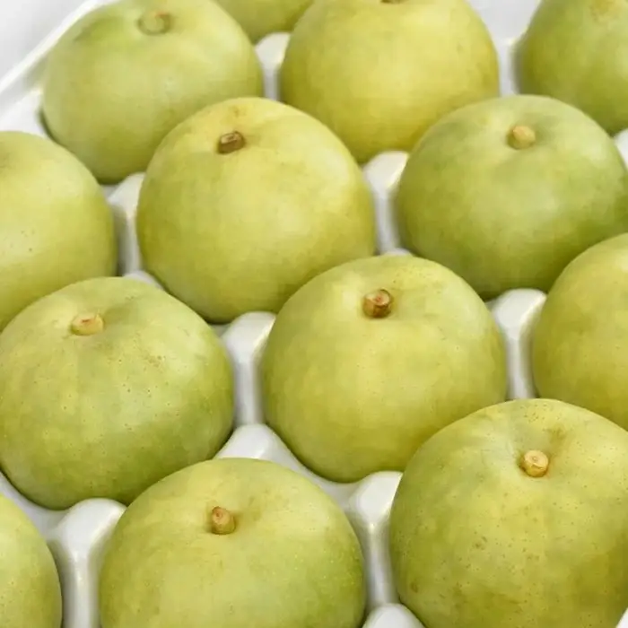 二十世紀梨 5kg【先行受付 2026年 発送 梨 なし ナシ 20世紀 美味しい みずみずしい 期間限定 先行予約】【23-JY-03】