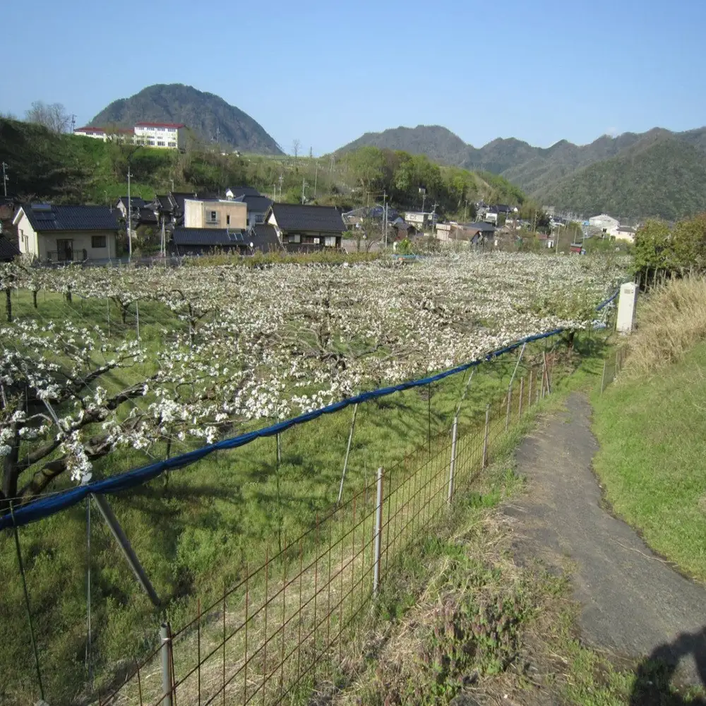 山根農園 新甘泉 2kg【2026年8月下旬以降発送】