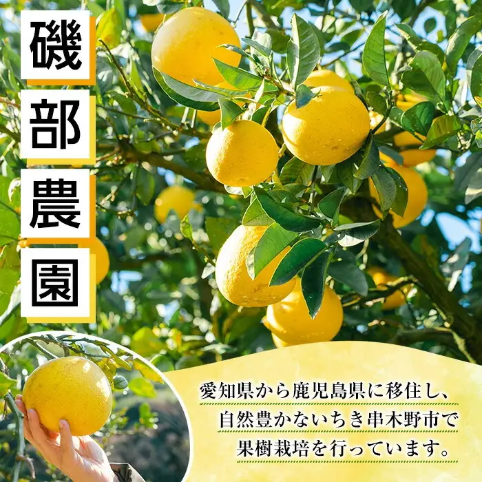 不知火 3kg箱 バラ詰め（磯部農園）※配送指定不可 | みかん 不知火【01-102-02】