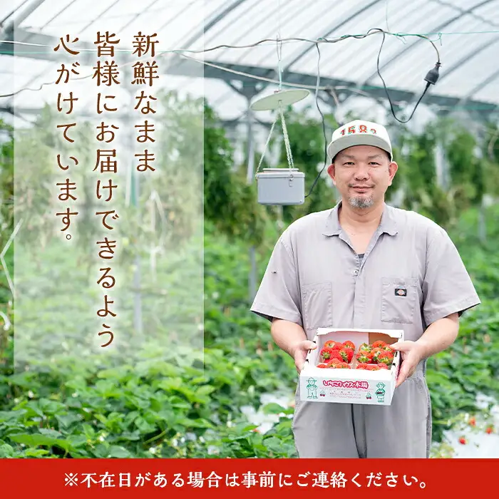 【訳あり】旬のいちご 1.2kg （さがほのか、こいみのり、紅ほっぺ）【01-087-02】