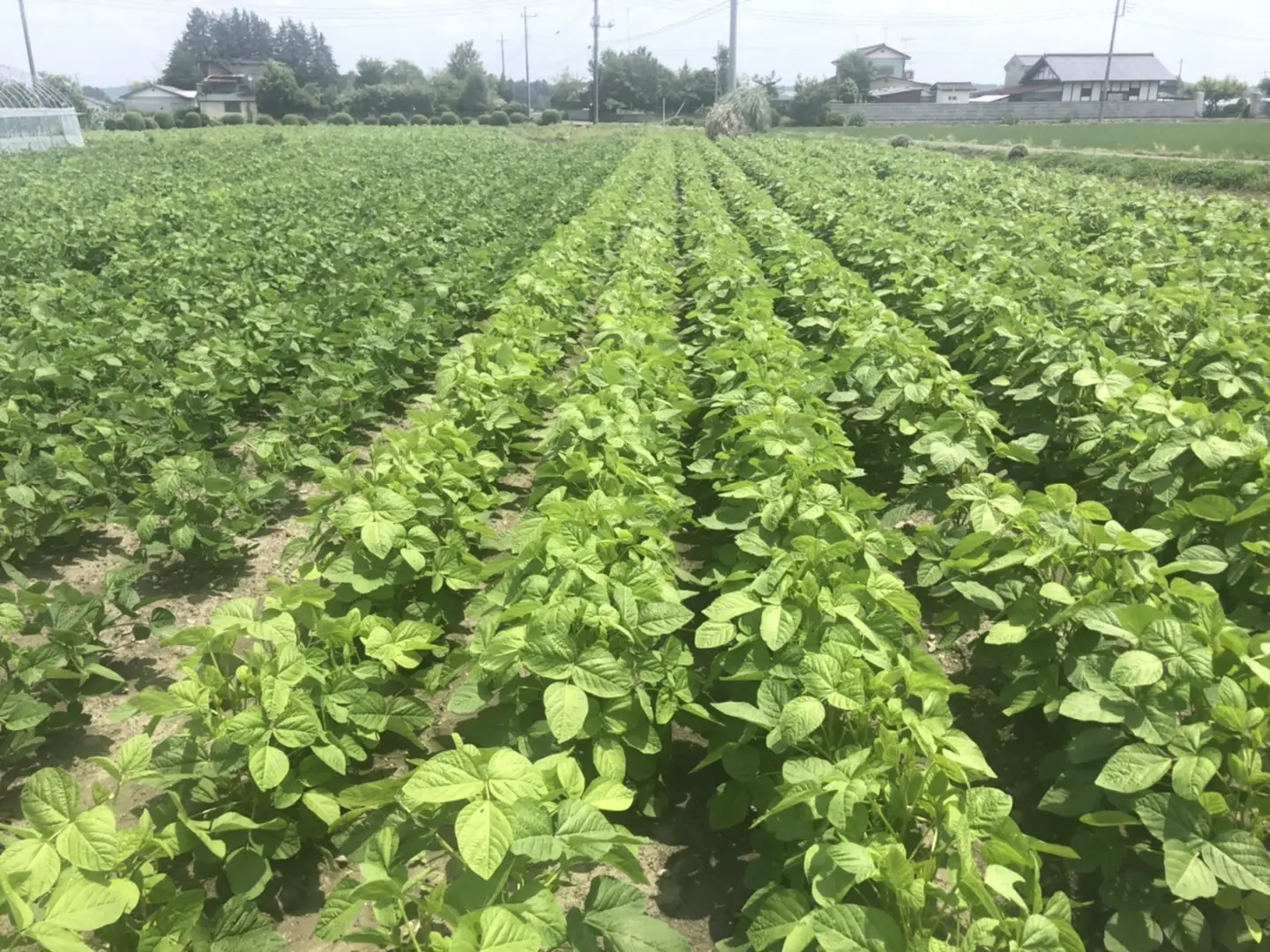 土づくりからこだわったオリジナルブランド枝豆「味雷」3kg（250g×12袋） | えだまめ えだ豆 濃厚 オリジナル 産地直送 ※2026年7月～発送
