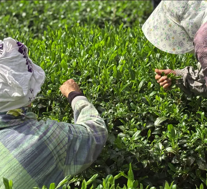 【手摘み茶】 浅蒸し さえみどり 50g × 2袋 緑茶 日本茶 藤枝市 静岡県