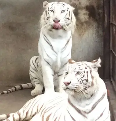 宇都宮動物園 年間パスポート 大人（中学生～）1名様分 | 栃木県 宇都宮市 動物園 どうぶつえん 年パス 施設利用券